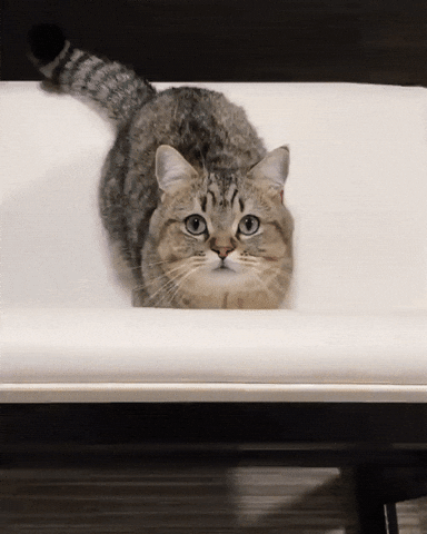 Cat saying hello
